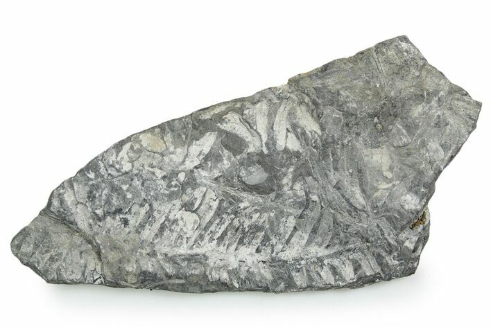 Fossil Seed Fern (Alethopteris) Plate - Pennsylvania #347712